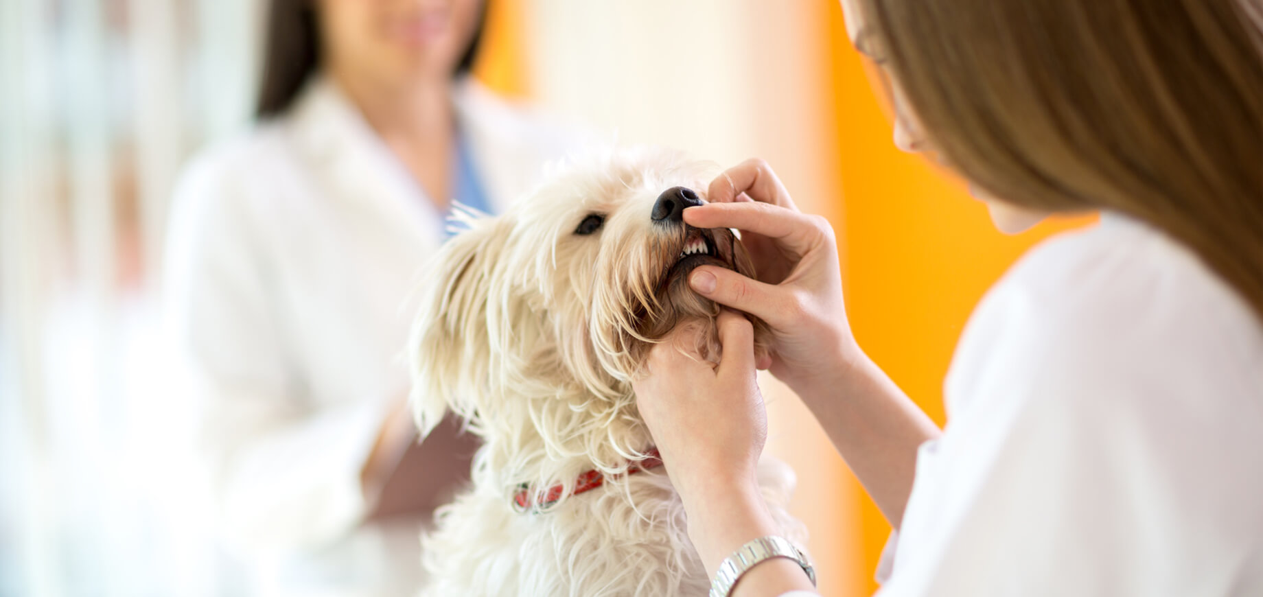 Merawat Kesehatan Anjing: Vaksinasi, Pemeriksaan Rutin, dan Perawatan Gigi